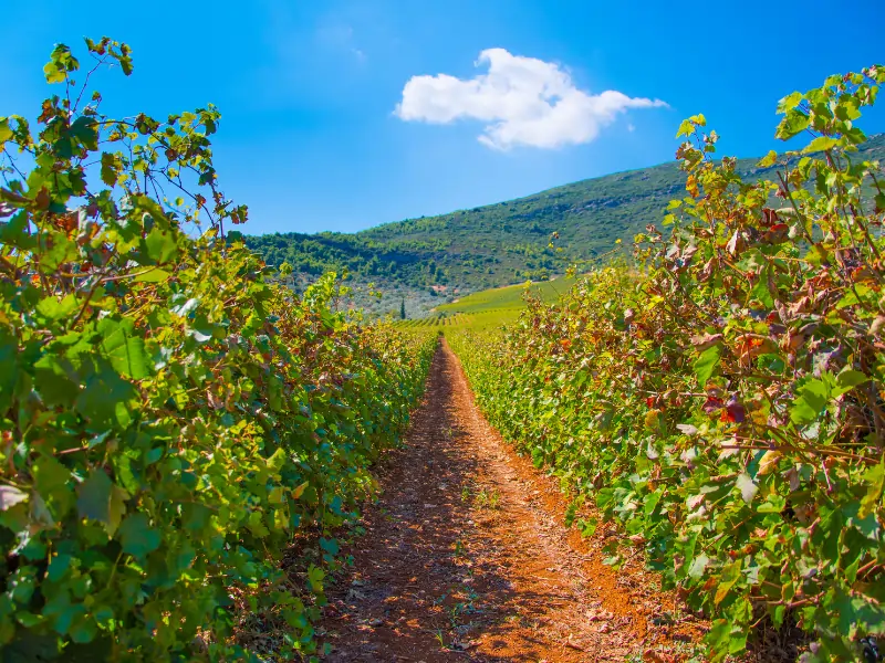 Nemea Vineyard (Peloponnese) Nemea Vineyard (Peloponnese)